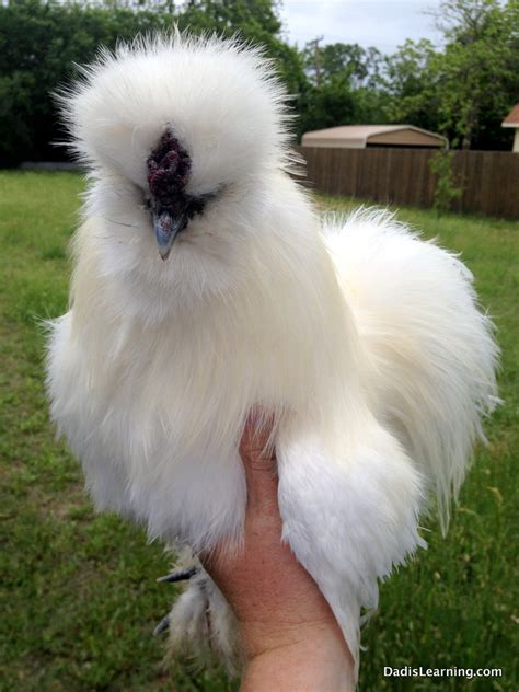 white silkie rooster - Dad Is Learning