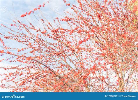 Selective Focus Winterberry Ilex Decidua Tree Full of Red Fruits Near ...