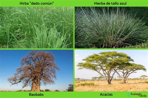 Ecosistema de la sabana: características, flora y fauna - Resumen