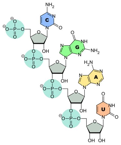 Ribonucleic Acid (RNA) Structure & Function