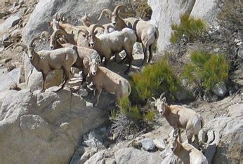 Desert Bighorn Sheep Facts