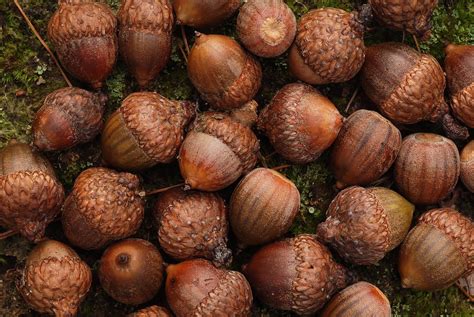 What’s behind a big acorn crop? – Stories from ISeeChange