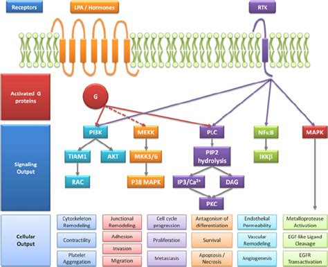 Ovarian cancer intracellular signaling pathways scheme. LPA/hormones ...