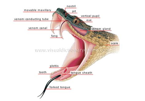 Snake - Evolution of the Respiratory System