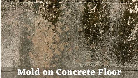 White Mold On Concrete Floor – Flooring Site