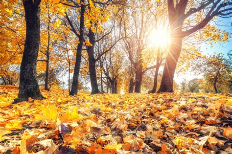 Autumn equinox: When is the first day of fall 2021? What you need to know. - nj.com