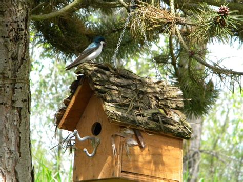 Bird Building Nest In My House | Birdcage Design Ideas