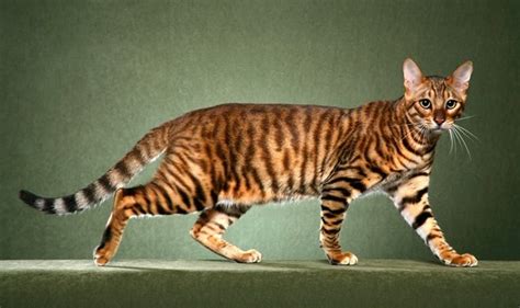 Toyger - Сat Breed Information, Photo, Care, History - Fello.pet