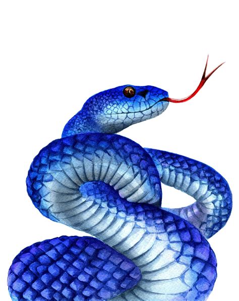 Snake illustration; Wildlife drawing, Reptile lover, Snake drawing, Picture of reptile, Reptile ...