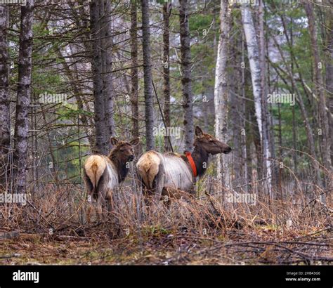 Clam Lake elk herd in northern Wisconsin Stock Photo - Alamy