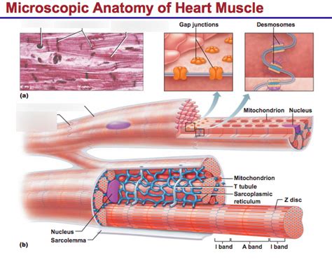 microscopic anatomy of heart muscle Diagram | Quizlet