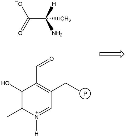 How does the conversion of L-alanine to D-alanine occur through the action of alanine racemase ...