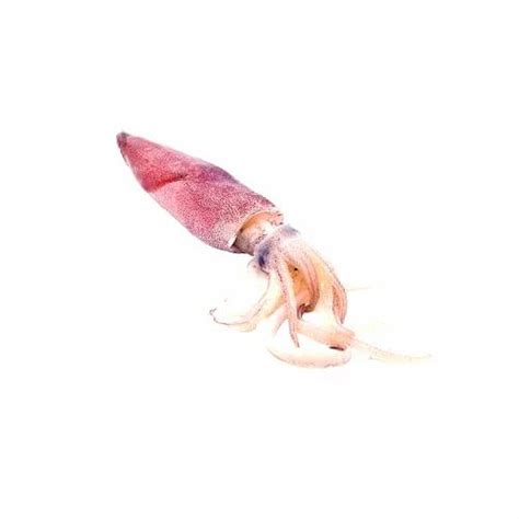 Loligo Squid at Rs 500/kg | Sea Mollusc in Kanyakumari | ID: 11484191373