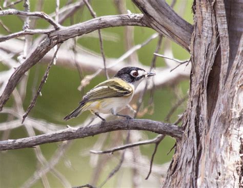 Black-capped Vireo gathering nest materials | Laura Erickson | Flickr