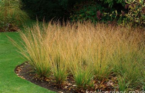 Molinia 'Strahlenquelle' | Ornamental grasses, Types of plants, Grass