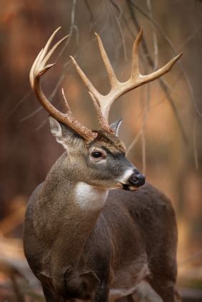 Deer Antler Photo Gallery