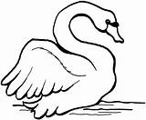 Swan coloring pages To Download And Print For Free sketch template