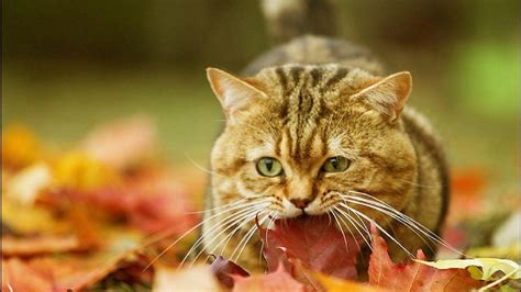 Cat autumn leaves wallpaper | 1920x1080 | #12134