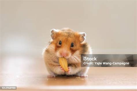 Hamster Makan Kacang Foto Stok - Unduh Gambar Sekarang - Hamster, Hewan peliharaan, Imut ...