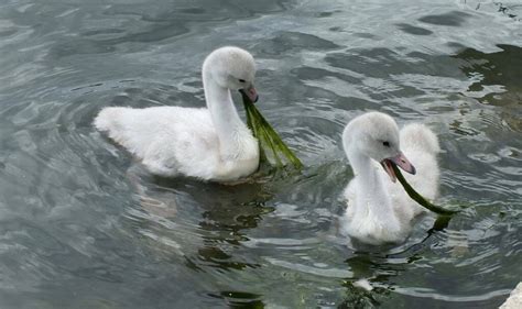 7 Trumpeter Swan Cygnets at Milliken Park, Toronto