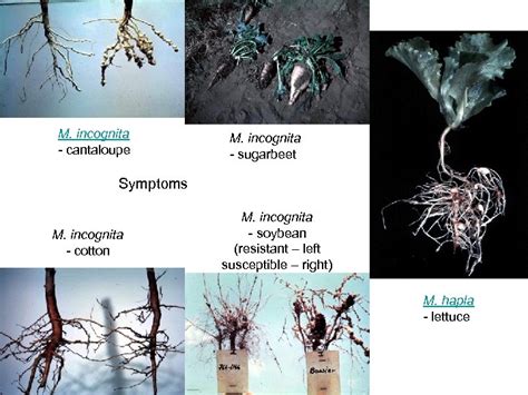 Nematology 100 Lecture 15 Slides Meloidogyne