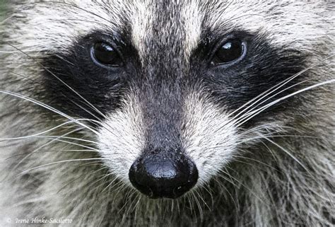 Racoon Eyes-1892CR10CropLite - Osprey Photo Workshops and Tours