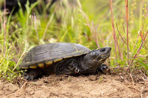 Yellow Mud Turtle (Kinosternon flavescens) - Reptiles and Amphibians of Iowa