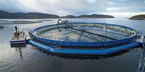 Aquatraz farm system exceeds expectations as first fish put into cages | Intrafish