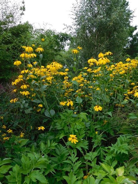 Rudbeckia laciniata 'Herbstsonne' - The Beth Chatto Gardens