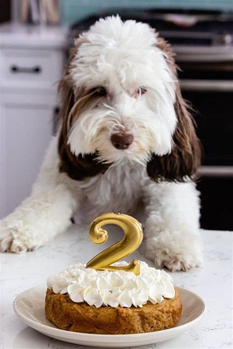 15 Healthy Puppy Birthday Cake – Easy Recipes To Make at Home