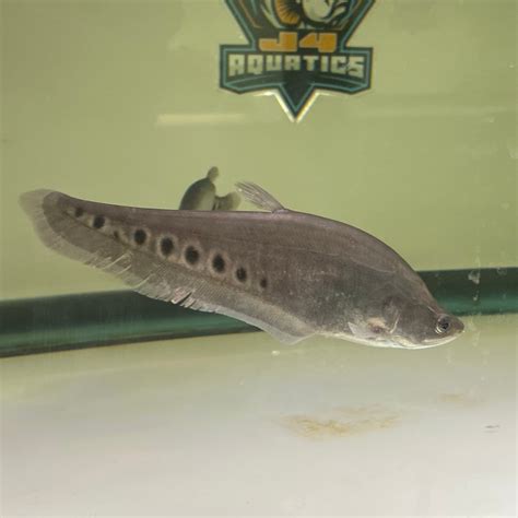 Clown Knifefish – J4 aquatics