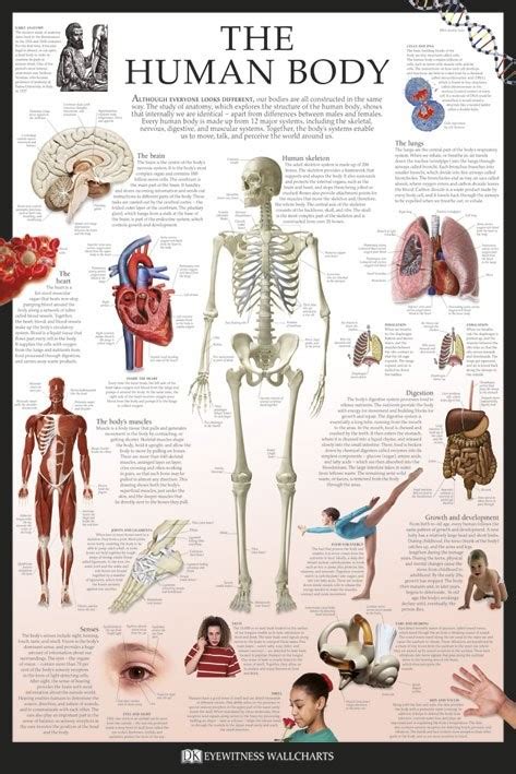 The Human Body Poster Anatomy Medical Wall Chart 61x91cm Spine Heart Lung Brain | eBay