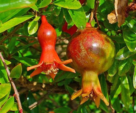 La grenade, fruit de la santé et des antioxydants - Observatoire des ...