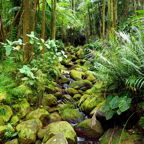 Hawaii Tropical Botanical Garden in Papaikou, HI