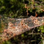 White Caterpillars: Identification, Prevention, and Control Tips