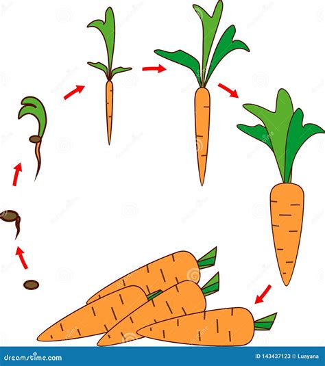 Life Cycle of Carrot Plant. Stages of Growth from Seed and Sprout To Harvest Stock Vector ...