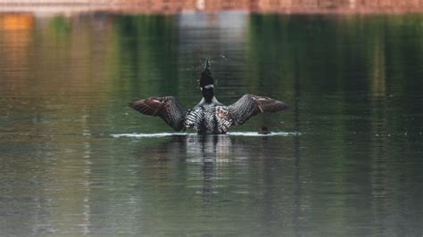 Loon Symbolism & Meaning (+Totem, Spirit & Omens) - World Birds