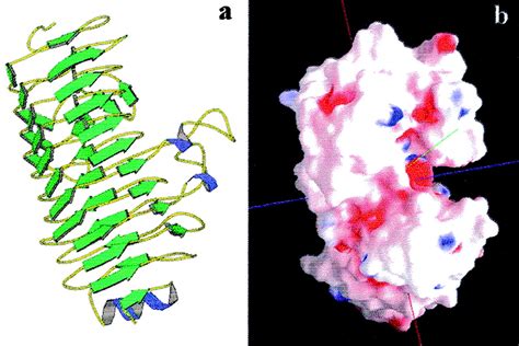 Structural requirements of endopolygalacturonase for the interaction with PGIP ...