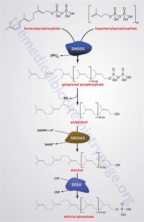 Cholesterol: Synthesis, Metabolism, and Regulation | The Medical ...