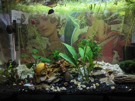 FTS Friday, here's my snail tank : r/PlantedTank