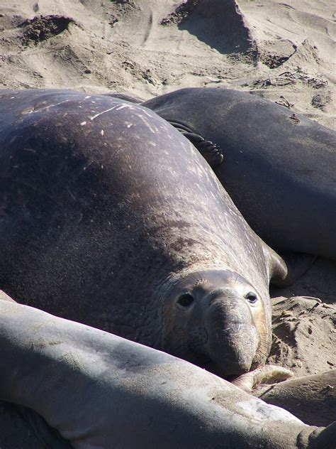 The Natural World: Elephants Seals Near Hearst Castle