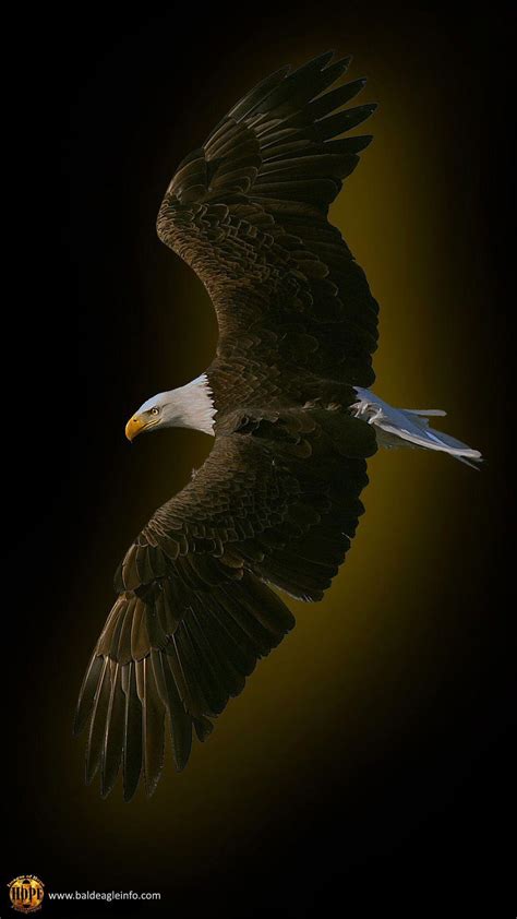 Dark Eagle Wallpapers - Top Free Dark Eagle Backgrounds - WallpaperAccess