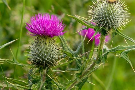 Guide to Canada Thistle and How To Get Rid of It | The Family Handyman