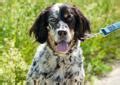 Annie English Setter Adult Female for Sale in Indiana, Pennsylvania ...