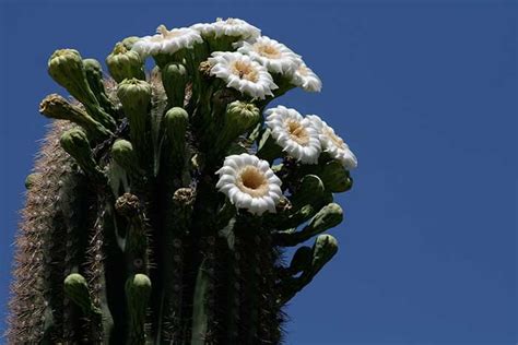 Sonoran Desert Flowering Plants | Best Flower Site