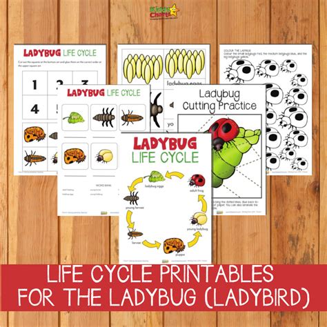 Life Cycle Of Ladybug