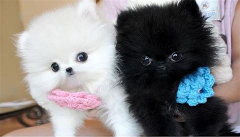 Vet checked Teacup POMERANIAN Puppies Available For Adoption Text (727) 900-5127