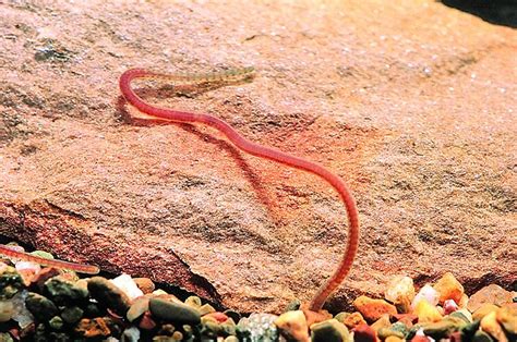 Oligochaeta, Freshwater Segmented Worm