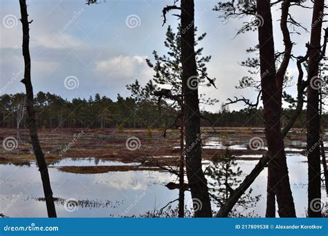 Silhouettes of Pine Trees on the Background of the Swamp. Stock Photo ...