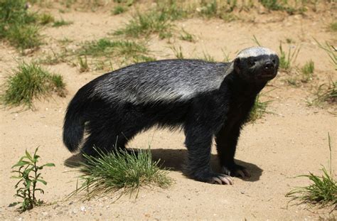 Honey Badger ou ratel en français, l'animal rigolo et méchant des savanes